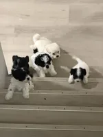 Unknown , a female Shorkie for sale in Baltimore Highlands, MD – Photo 6 of 6