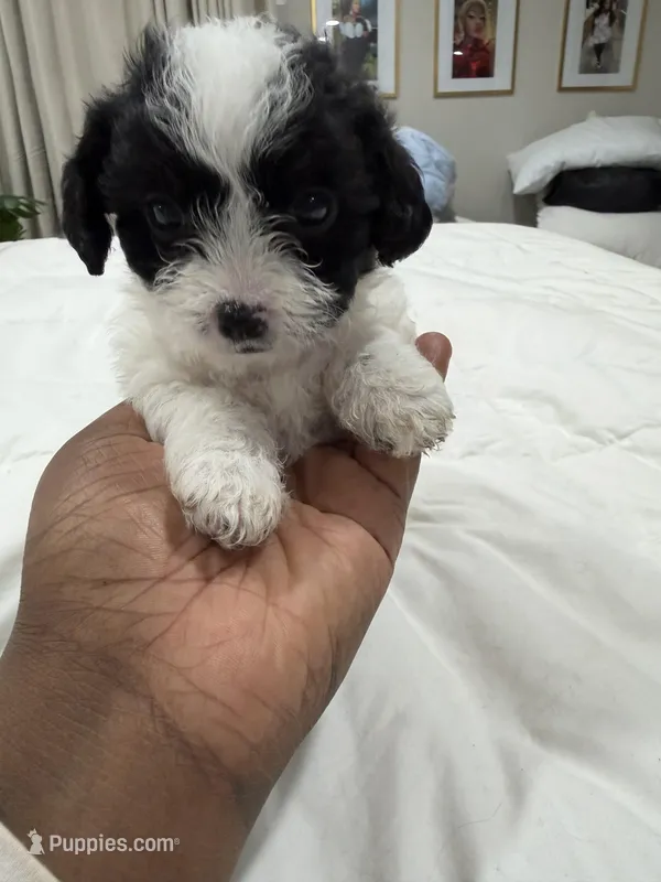 Unknown  – Shorkie puppy for sale in Baltimore Highlands, MD