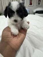 Unknown , a female Shorkie for sale in Baltimore Highlands, MD – Photo 1 of 6