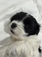 Unknown , a female Shorkie for sale in Baltimore Highlands, MD – Photo 4 of 6