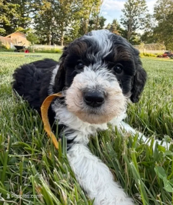 Oliver – Miniature Bernedoodle puppy for sale in Union, MI