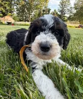 Oliver, a male Miniature Bernedoodle for sale in Union, MI – 1 of 1
