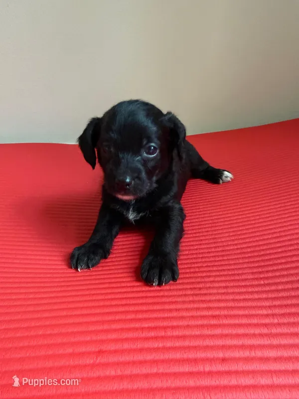 Boy 2  – Chihuahua, Chipoo puppy for sale in Woodbridge, VA