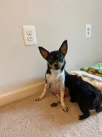 Gril 2, a female Chihuahua and Chipoo for sale in Woodbridge, VA – 2 of 3