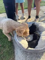 Boy 1 , a  Chihuahua and Chipoo for sale in Woodbridge, VA – 10 of 10