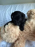 Gril 2, a female Chihuahua and Chipoo for sale in Woodbridge, VA – 1 of 3