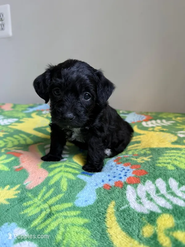 Boy 1  – Chihuahua, Chipoo puppy for sale in Woodbridge, VA