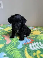 Boy 1 , a  Chihuahua and Chipoo for sale in Woodbridge, VA – 1 of 10
