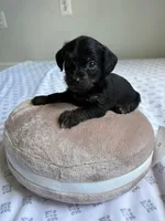 Boy 1 , a  Chihuahua and Chipoo for sale in Woodbridge, VA – 5 of 10