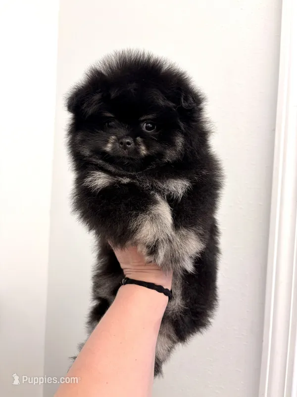 Pomeranian male – Pomeranian puppy for sale in Branson, MO