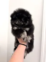 Pomeranian male, a male Pomeranian for sale in Branson, MO – 1 of 5