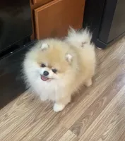 Pomeranian , a male Pomeranian for sale in Branson, MO – 10 of 10