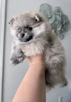 Mishka Pomeranian , a male Pomeranian for sale in Branson, MO – 2 of 4