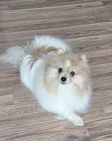 Pomeranian , a male Pomeranian for sale in Branson, MO – 9 of 10