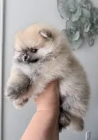 Mishka Pomeranian , a male Pomeranian for sale in Branson, MO – 1 of 4