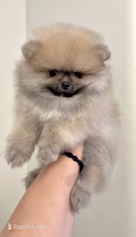 Pomeranian  – Pomeranian puppy for sale in Branson, MO