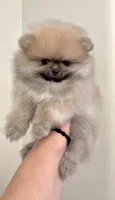 Pomeranian , a male Pomeranian for sale in Branson, MO – 1 of 10