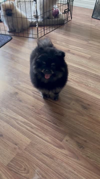 Pomeranian male, a male Pomeranian for sale in Branson, MO – 5 of 5