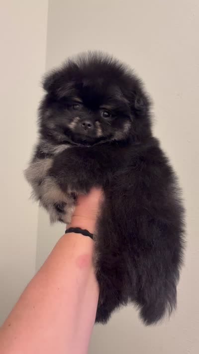 Pomeranian male, a male Pomeranian for sale in Branson, MO – 3 of 5
