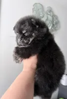 Mishka Pomeranian , a male Pomeranian for sale in Branson, MO – 3 of 4