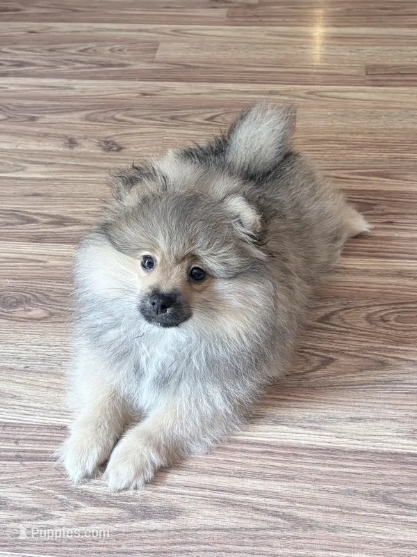 Pomeranian male – Pomeranian puppy for sale in Branson, MO