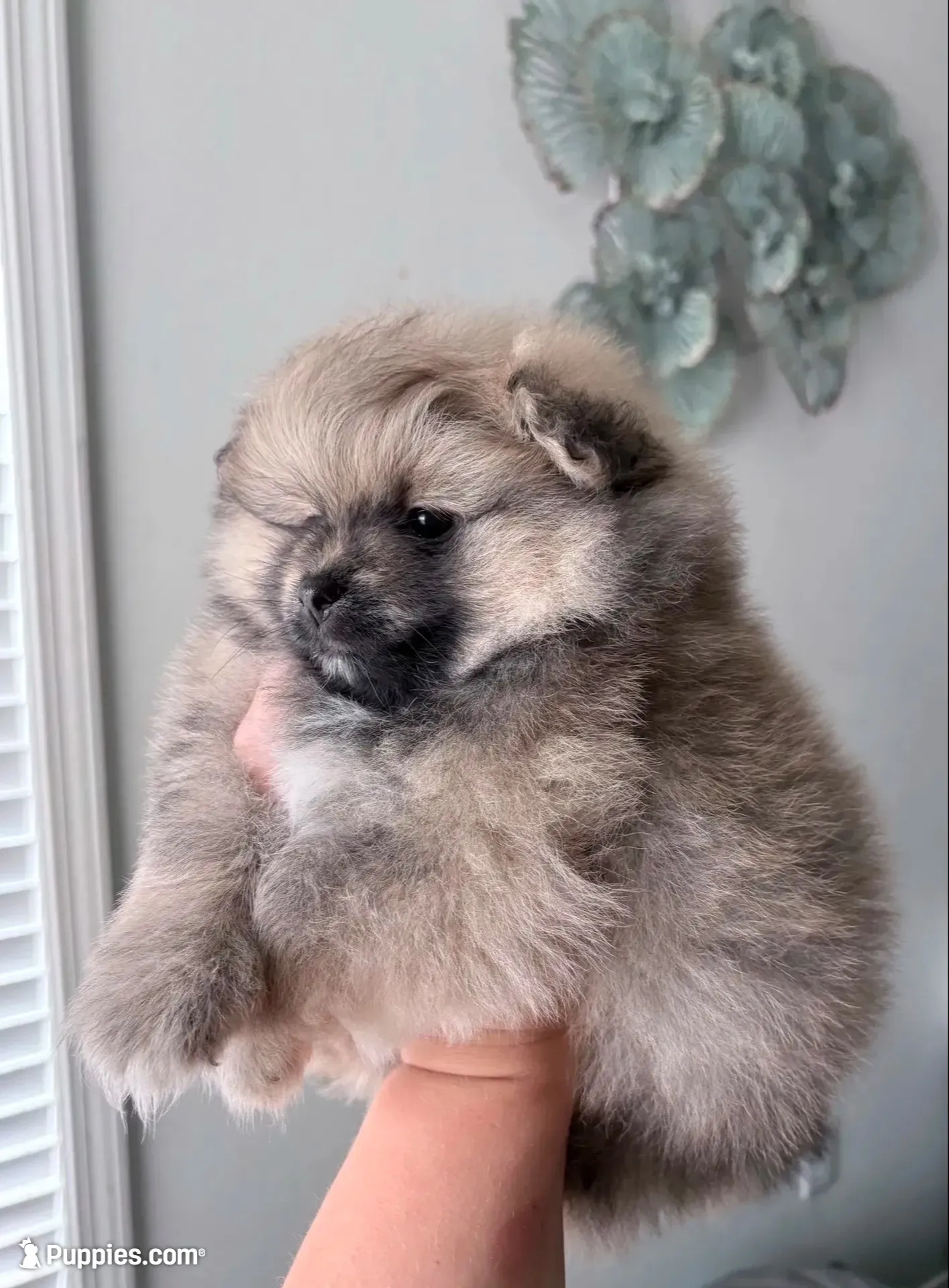 Mishka Pomeranian , a male Pomeranian for sale in Branson, MO – 4 of 4