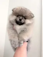 Pomeranian , a male Pomeranian for sale in Branson, MO – 3 of 10