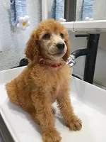Sheeba , a female Poodle - Standard  for sale in Bronson, FL – 5 of 8
