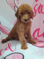 Lucy, a male Poodle - Standard  for sale in Bronson, FL – 5 of 5