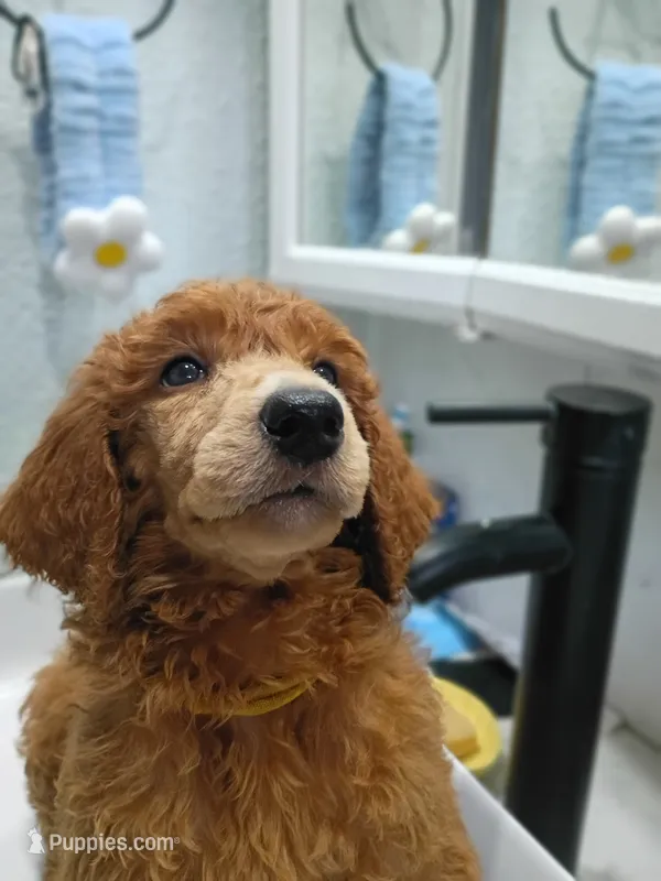 Daisy – Poodle - Standard  puppy for sale in Bronson, FL