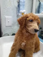 Bono, a male Poodle - Standard  for sale in Bronson, FL – 4 of 9