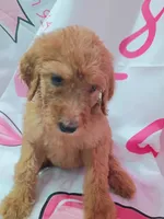 Goldy, a female Poodle - Standard  for sale in Bronson, FL – 2 of 5
