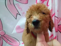 Sheeba , a female Poodle - Standard  for sale in Bronson, FL – 3 of 5