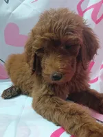 Darla , a female Poodle - Standard  for sale in Bronson, FL – 3 of 5