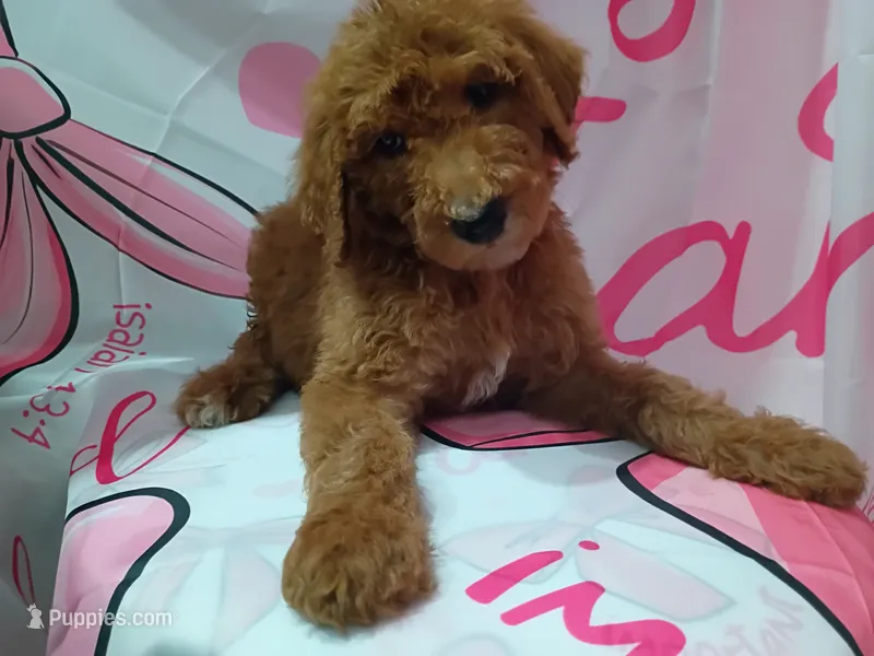 Bono – Poodle - Standard  puppy for sale in Bronson, FL