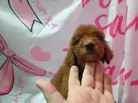 Luna , a female Poodle - Standard  for sale in Bronson, FL – 3 of 5