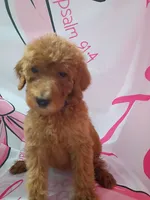 Lucy, a male Poodle - Standard  for sale in Bronson, FL – 4 of 5