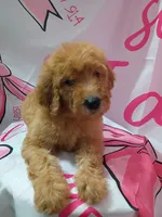 Matilda , a female Poodle - Standard  for sale in Bronson, FL – 4 of 5