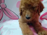 Sheeba , a female Poodle - Standard  for sale in Bronson, FL – 5 of 5