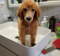 Lucy, a male Poodle - Standard  for sale in Bronson, FL – 4 of 5