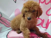 Duke, a male Poodle - Standard  for sale in Bronson, FL – 3 of 5