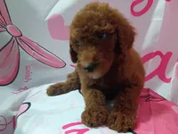 Luna , a female Poodle - Standard  for sale in Bronson, FL – 2 of 5