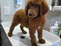 Darla , a female Poodle - Standard  for sale in Bronson, FL – 4 of 5