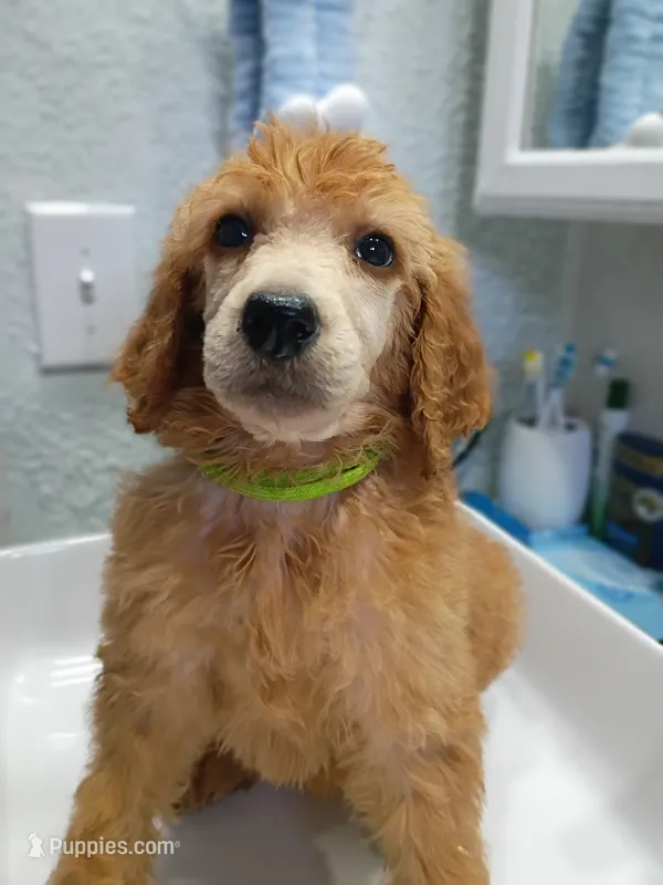 Goldy – Poodle - Standard  puppy for sale in Bronson, FL
