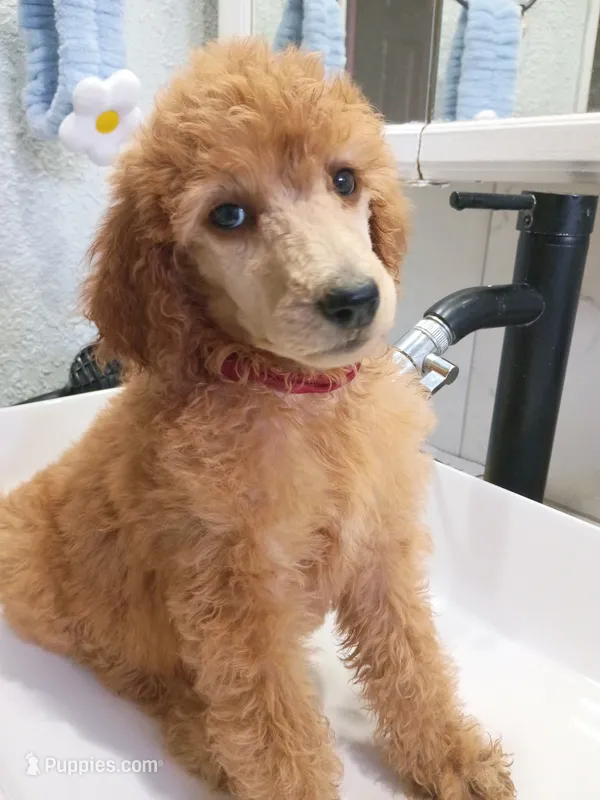 Sheeba  – Poodle - Standard  puppy for sale in Bronson, FL