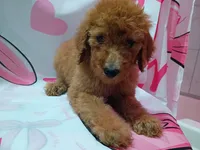 Sheeba , a female Poodle - Standard  for sale in Bronson, FL – 4 of 5