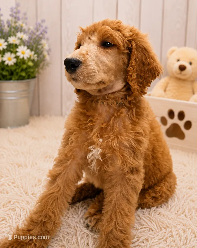 Bono – Poodle - Standard  puppy for sale in Bronson, FL