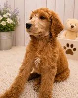 Bono, a male Poodle - Standard  for sale in Bronson, FL – 1 of 9