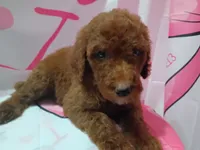 Luna , a female Poodle - Standard  for sale in Bronson, FL – 4 of 5