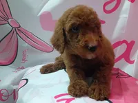 Luna , a female Poodle - Standard  for sale in Bronson, FL – 5 of 5